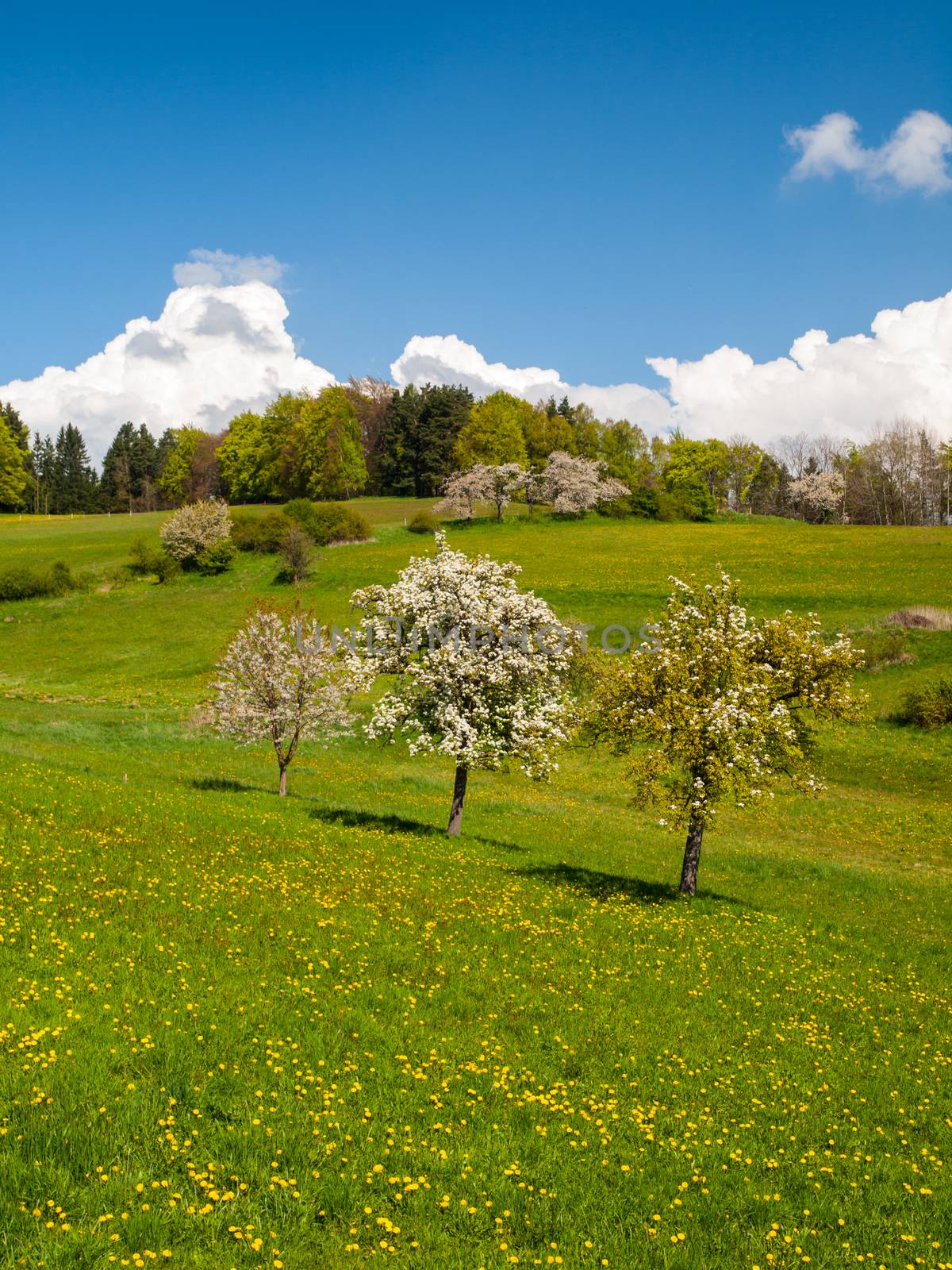 Three fruit trees in the middle of the meadow in sunny spring day