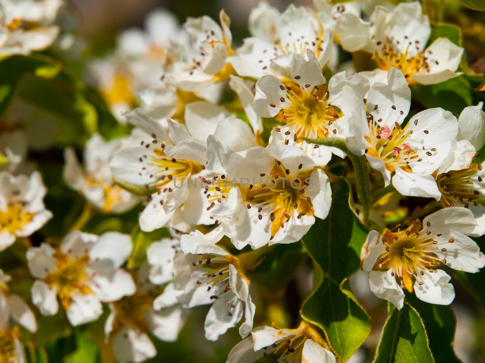 Detailed view of white cherry tree blooms