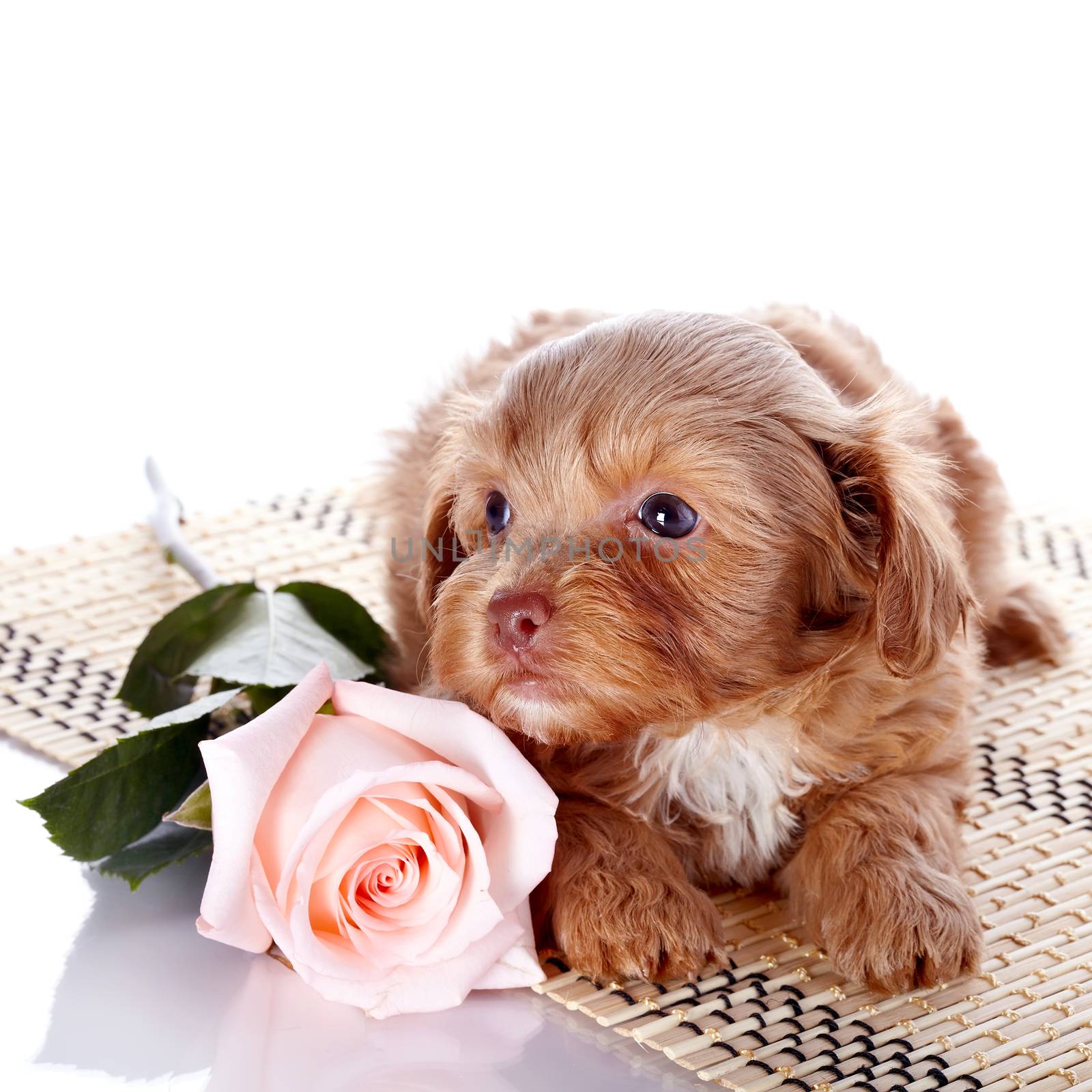Puppy on a rug with a rose by Azaliya
