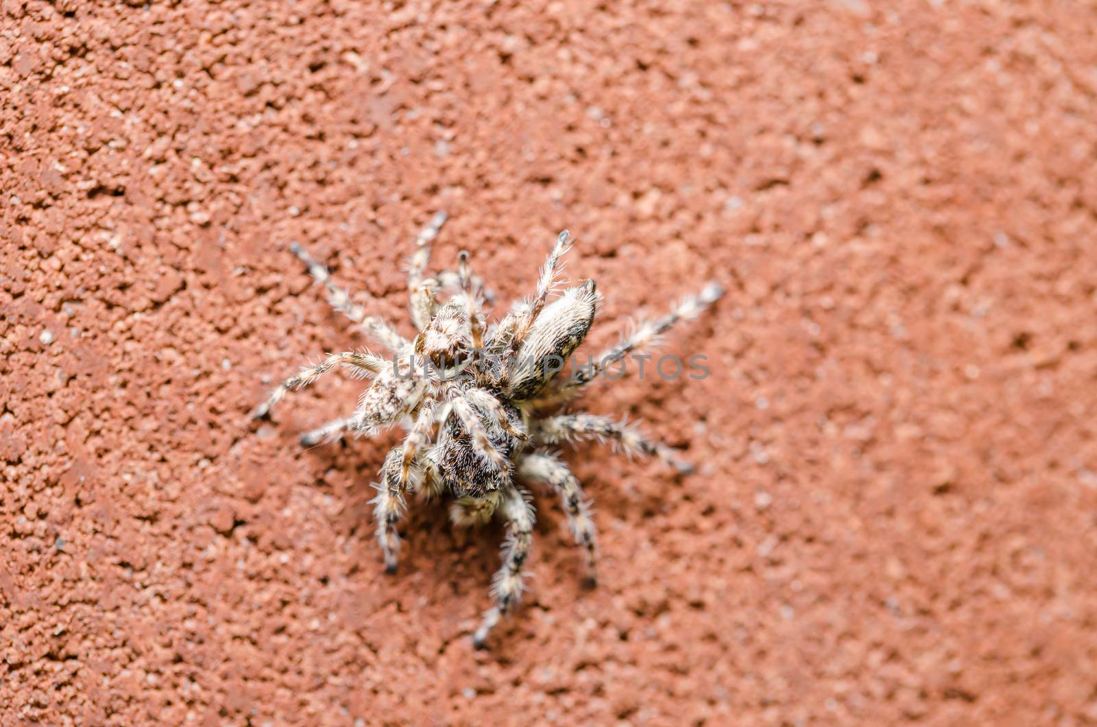 Spider in the nature wall background macro shot