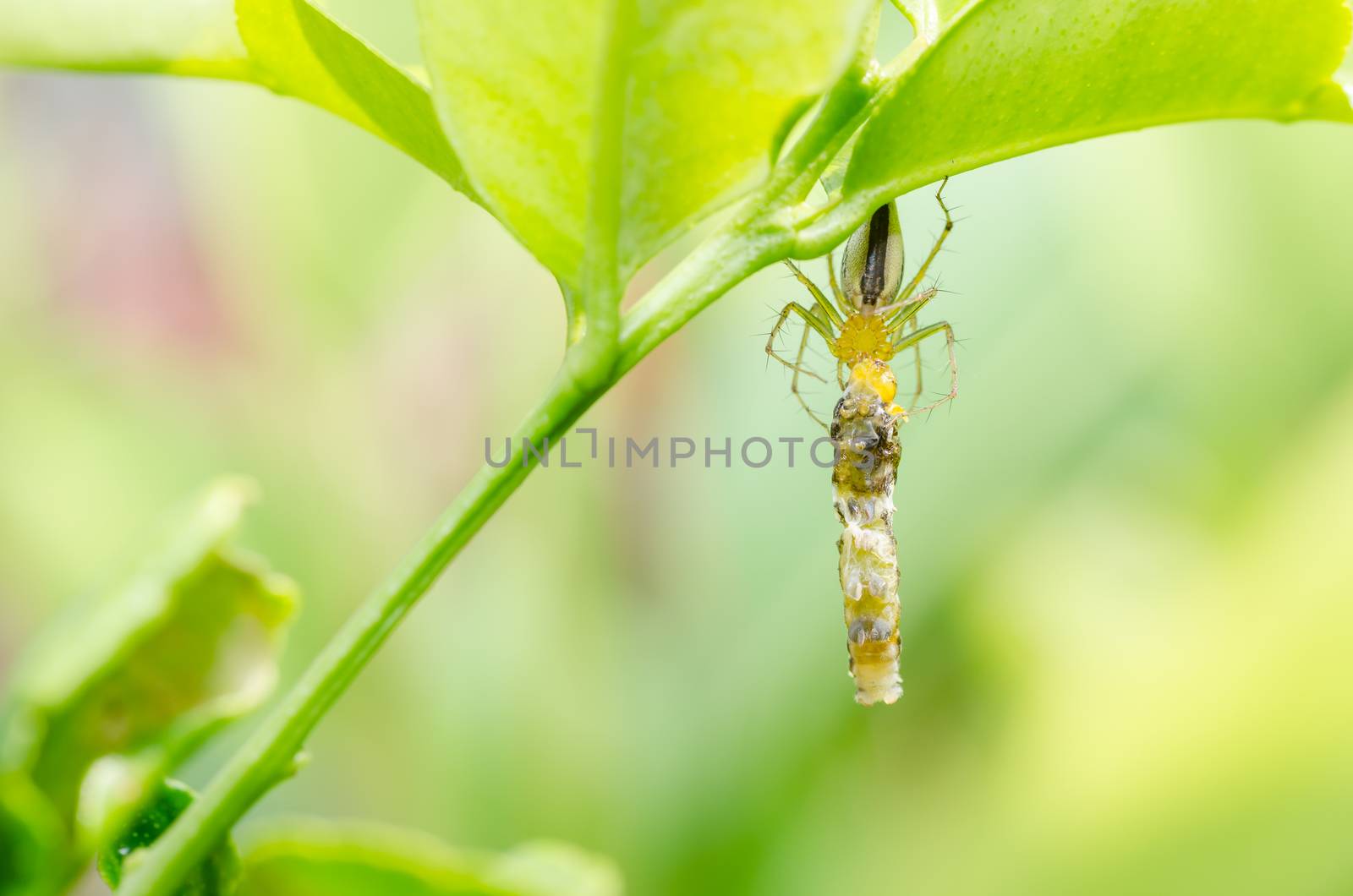 Spider eat worm in green nature background by sweetcrisis