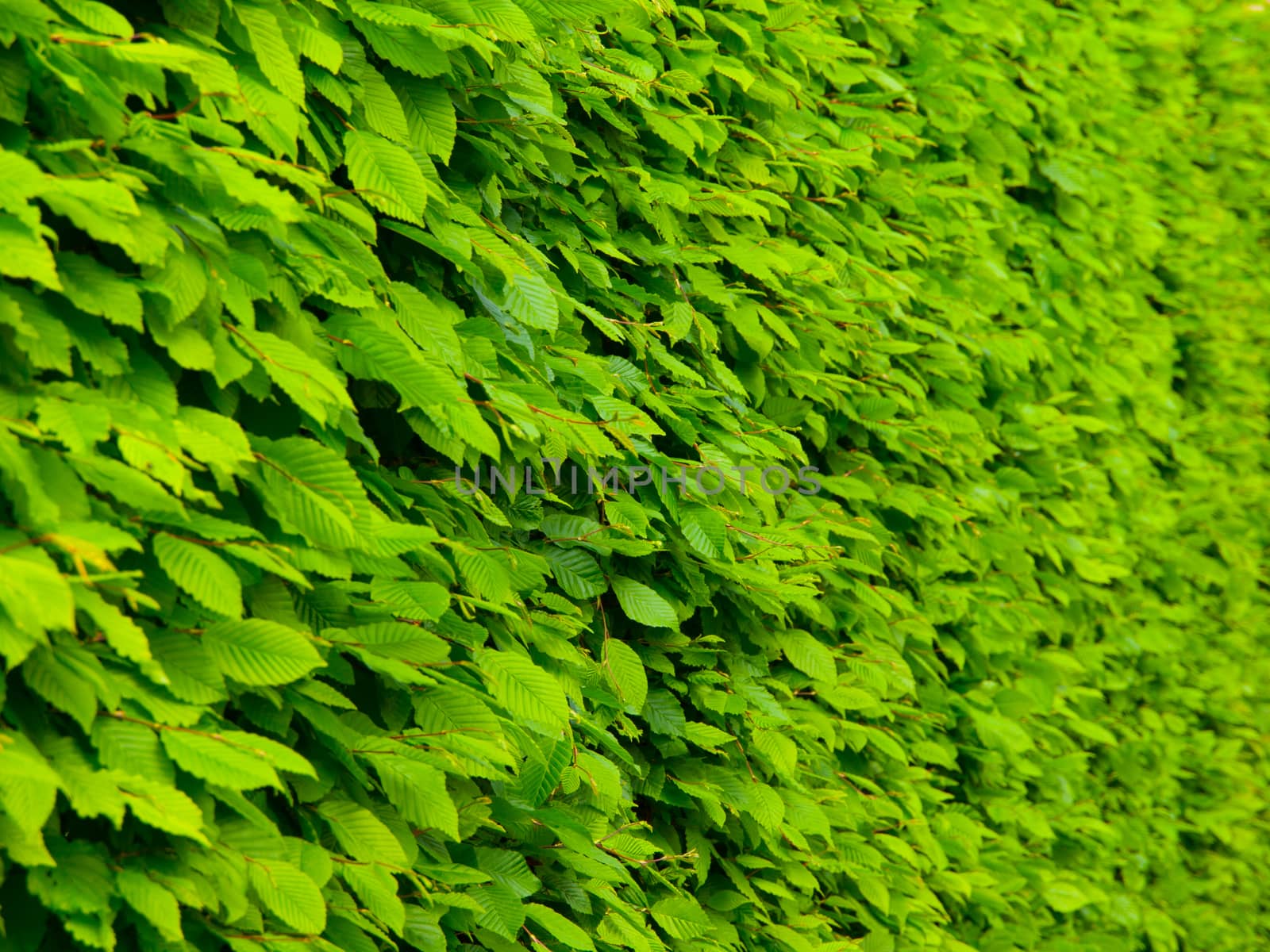 Green leaf gackground by pyty