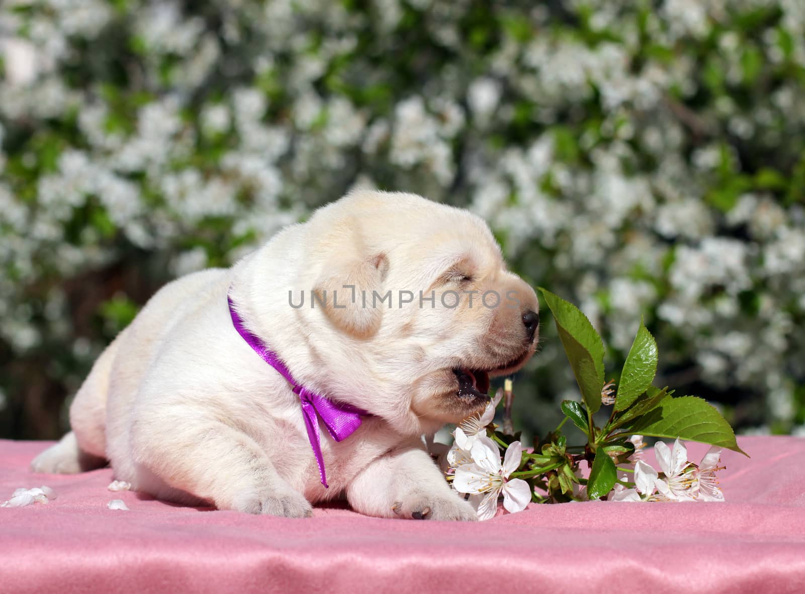 newborn happy yellow labrador puppy in spring with flowers
