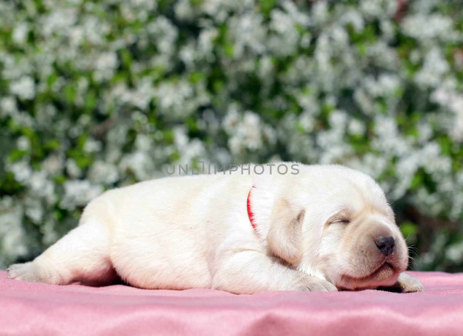newborn happy yellow labrador puppy in spring