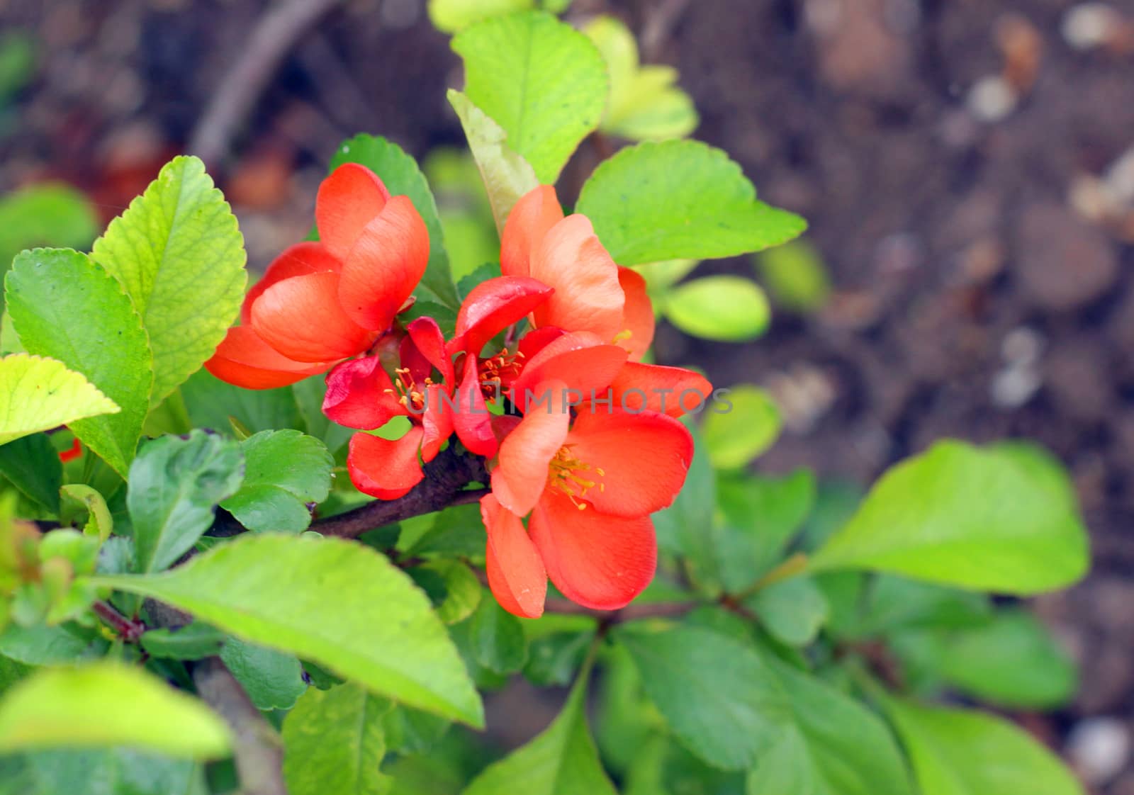 Flowering Japanese Quince (Chaenomeles cathayensis) in a garden