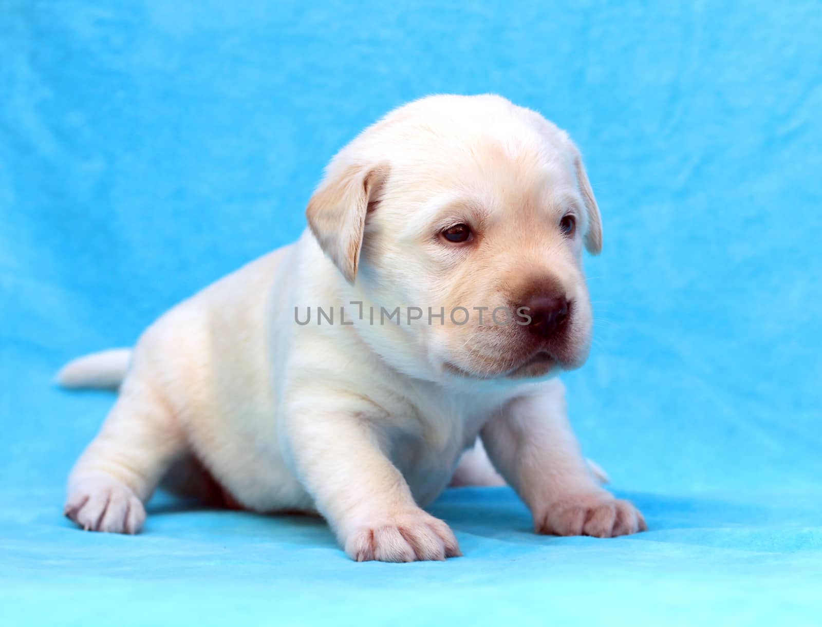 yellow labrador puppy sitting on blue background