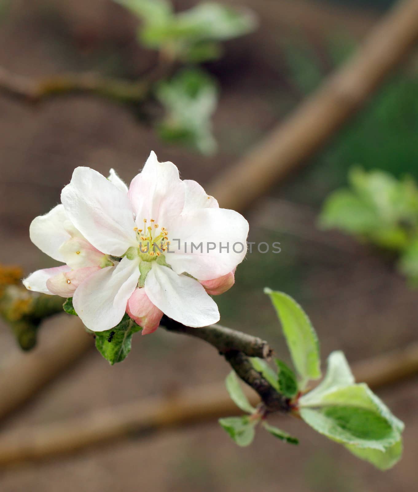 Blooming apple tree in the garden