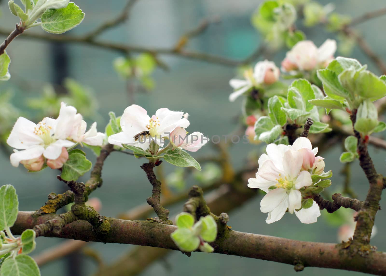 apple blossoms in spring in the garden