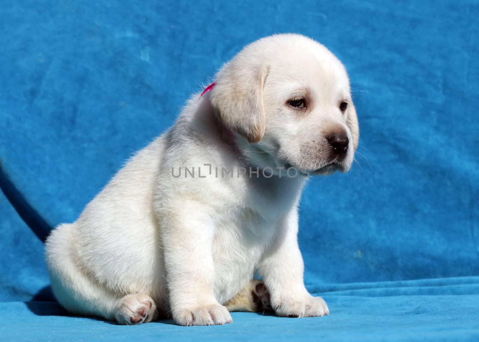 yellow labrador puppy sitting on blue background
