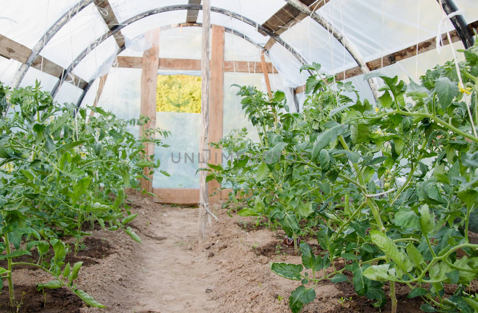 view inside village greenhouse grown tomato plants