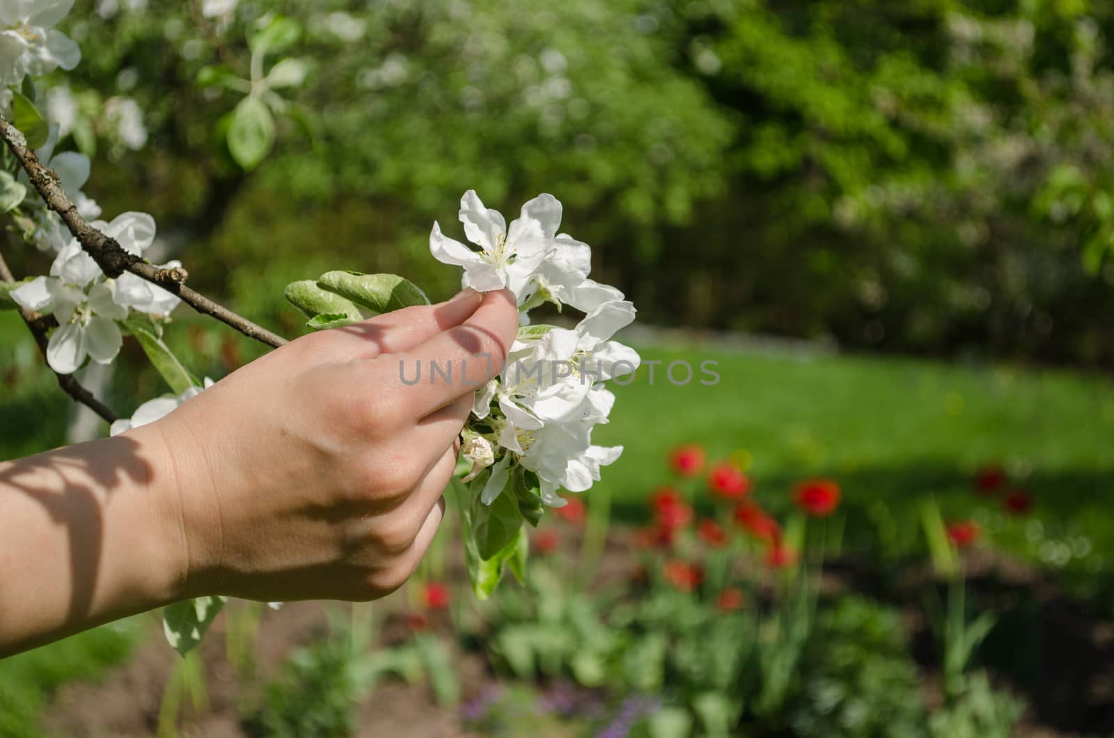 hand hold white apple tree blossom on garden by sauletas