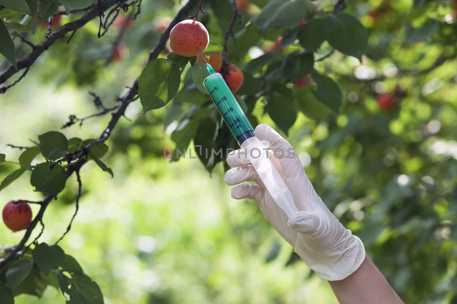 Genetically modified fruit