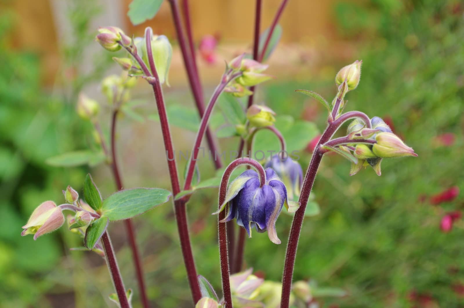 Columbine (Aquilegia vulgaris) by paulst