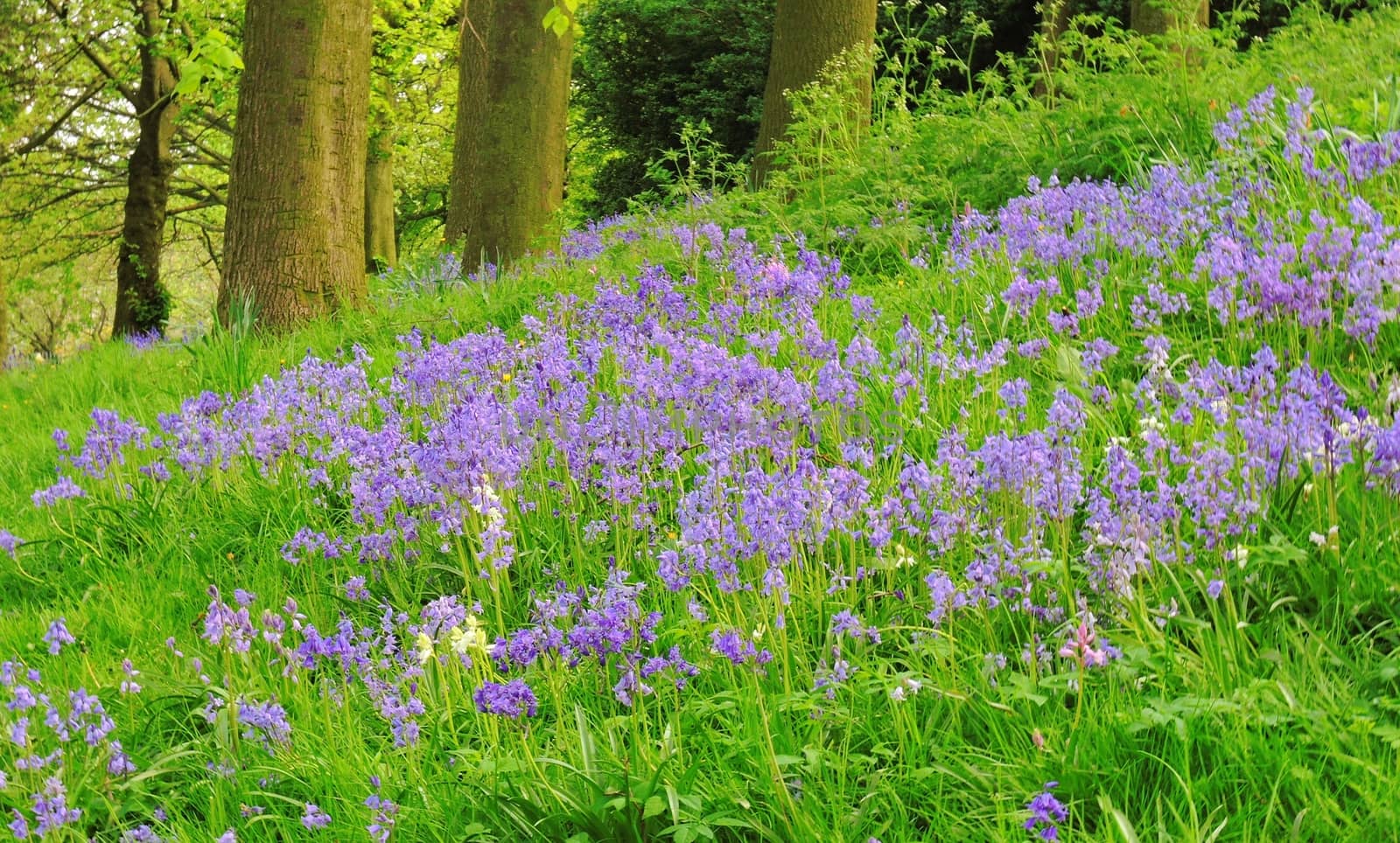 A colourful image of Spring flowering Bluebells.