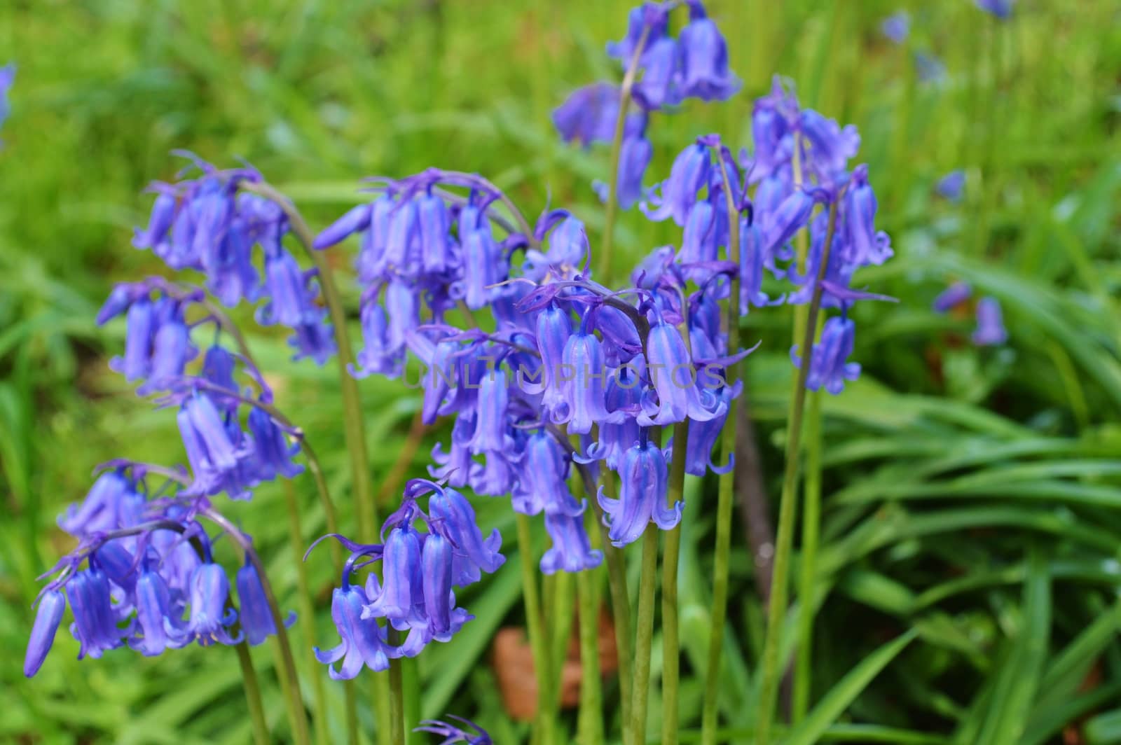 A close-up image of Spring flowering Bluebells.