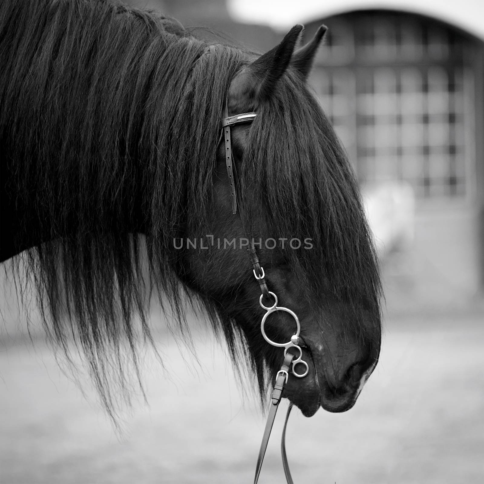 Portrait of a horse. by Azaliya