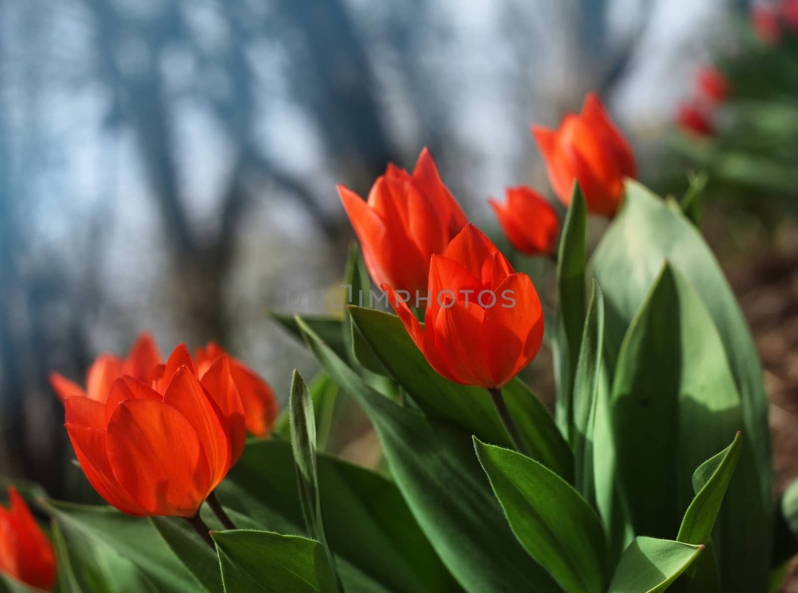 Red spring tulips in garden by anterovium
