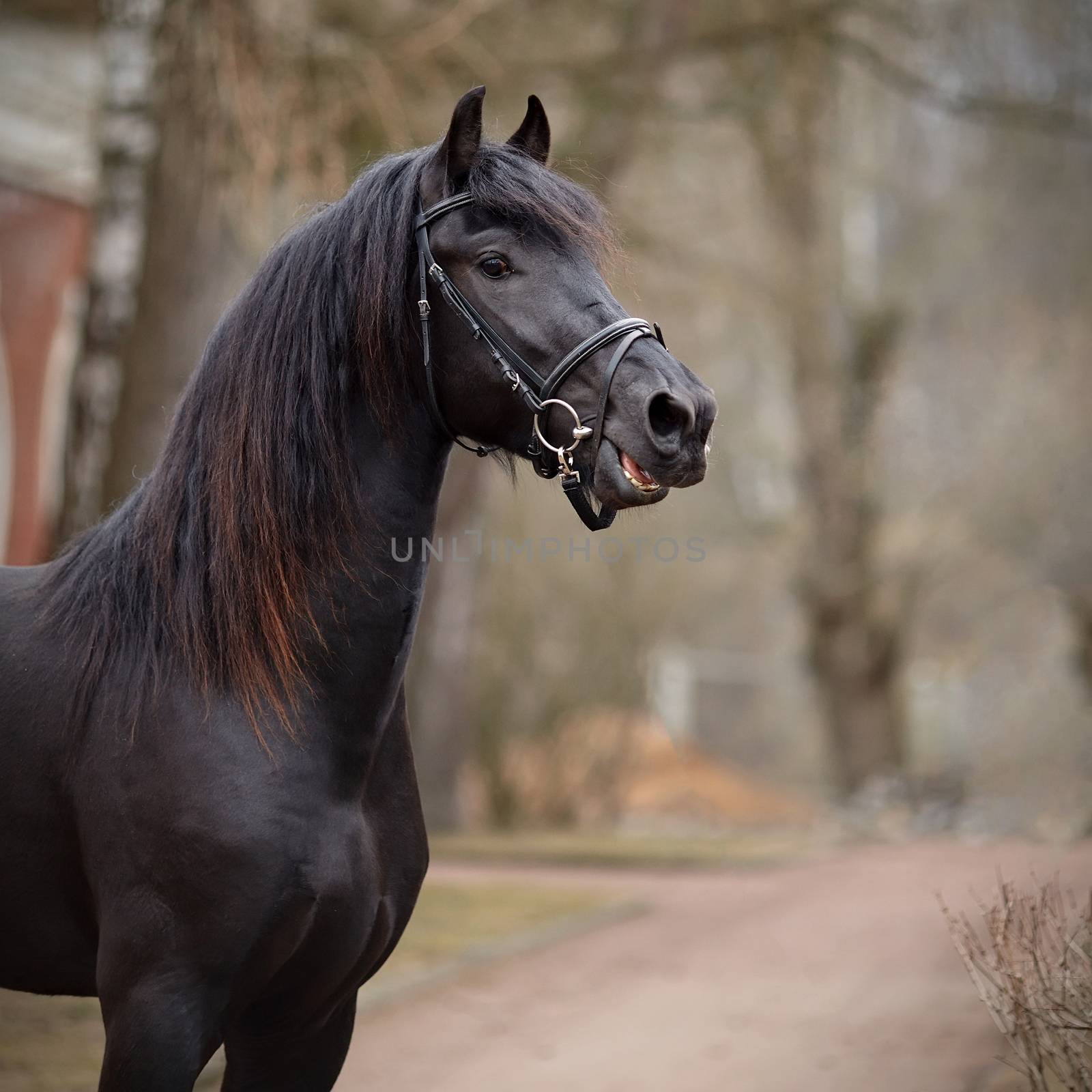 Portrait of a sports black stallion. by Azaliya