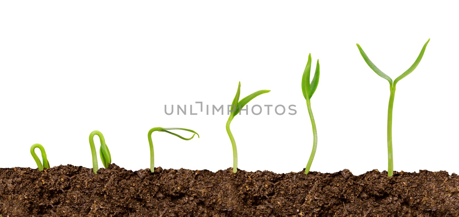 Plants growing from soil-Plant progress isolated over white