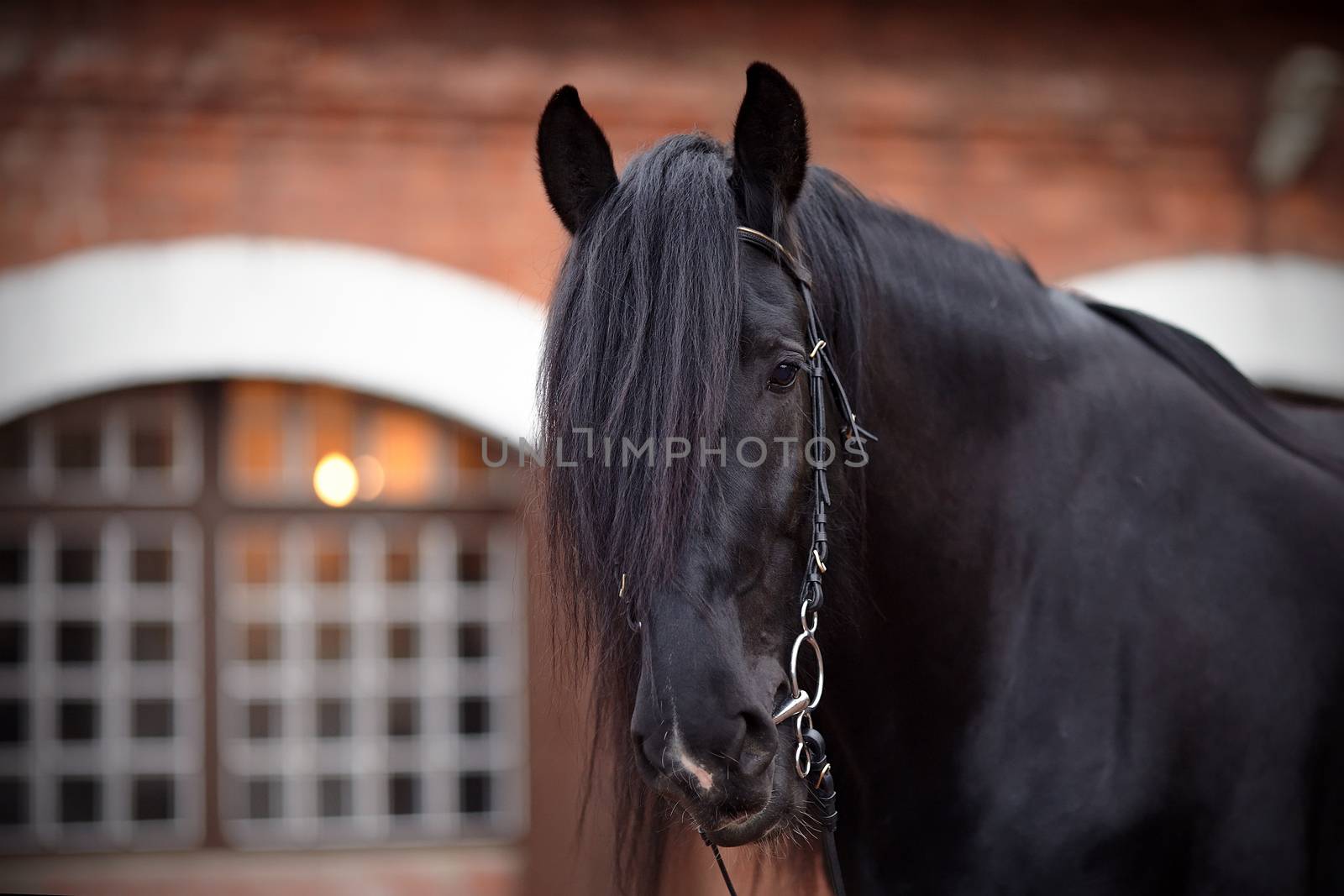 Black stallion. Portrait of a black horse. Thoroughbred horse. Beautiful horse.