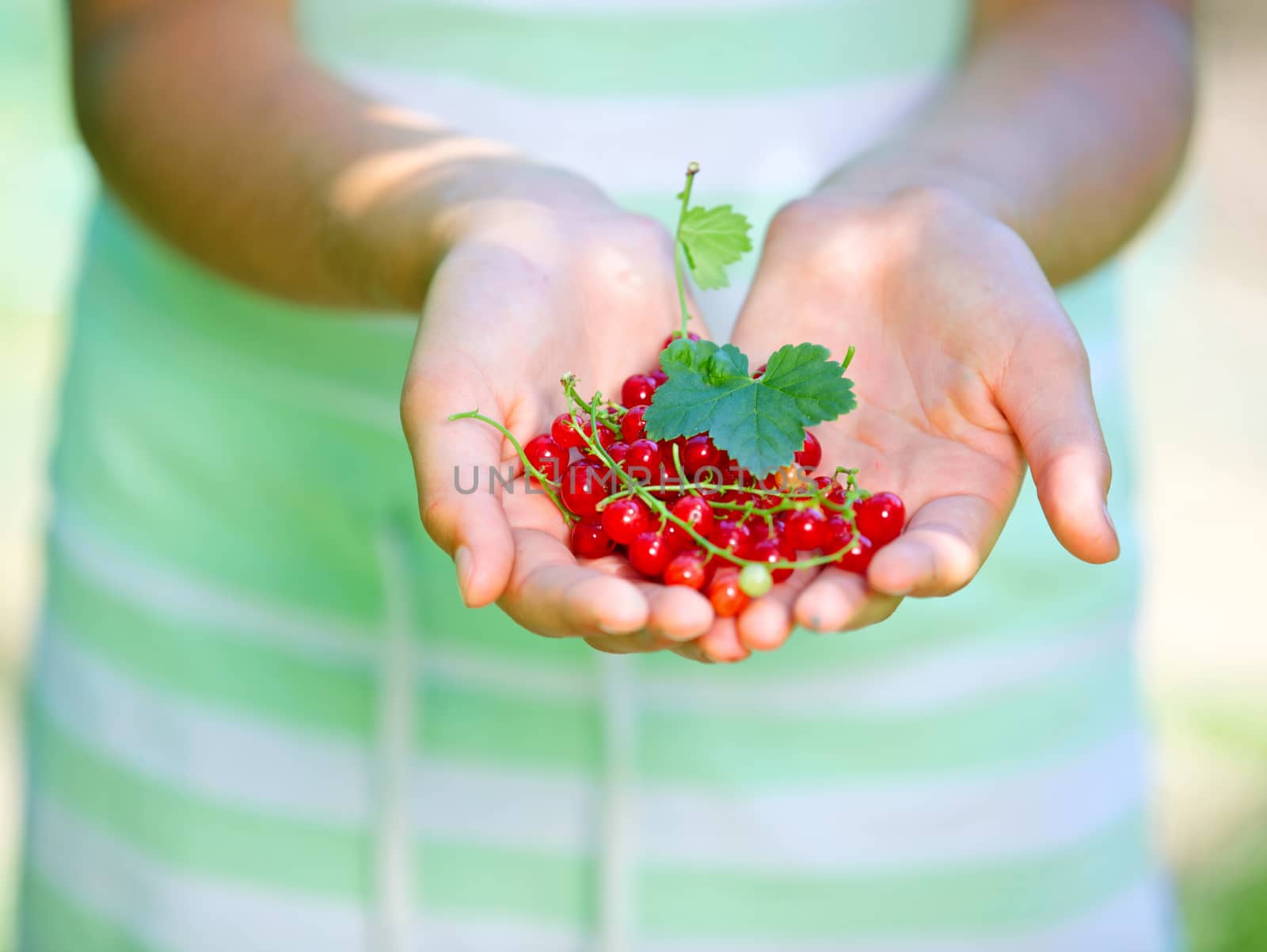 Girl's hands with ripe fresh redcurrant closeup.