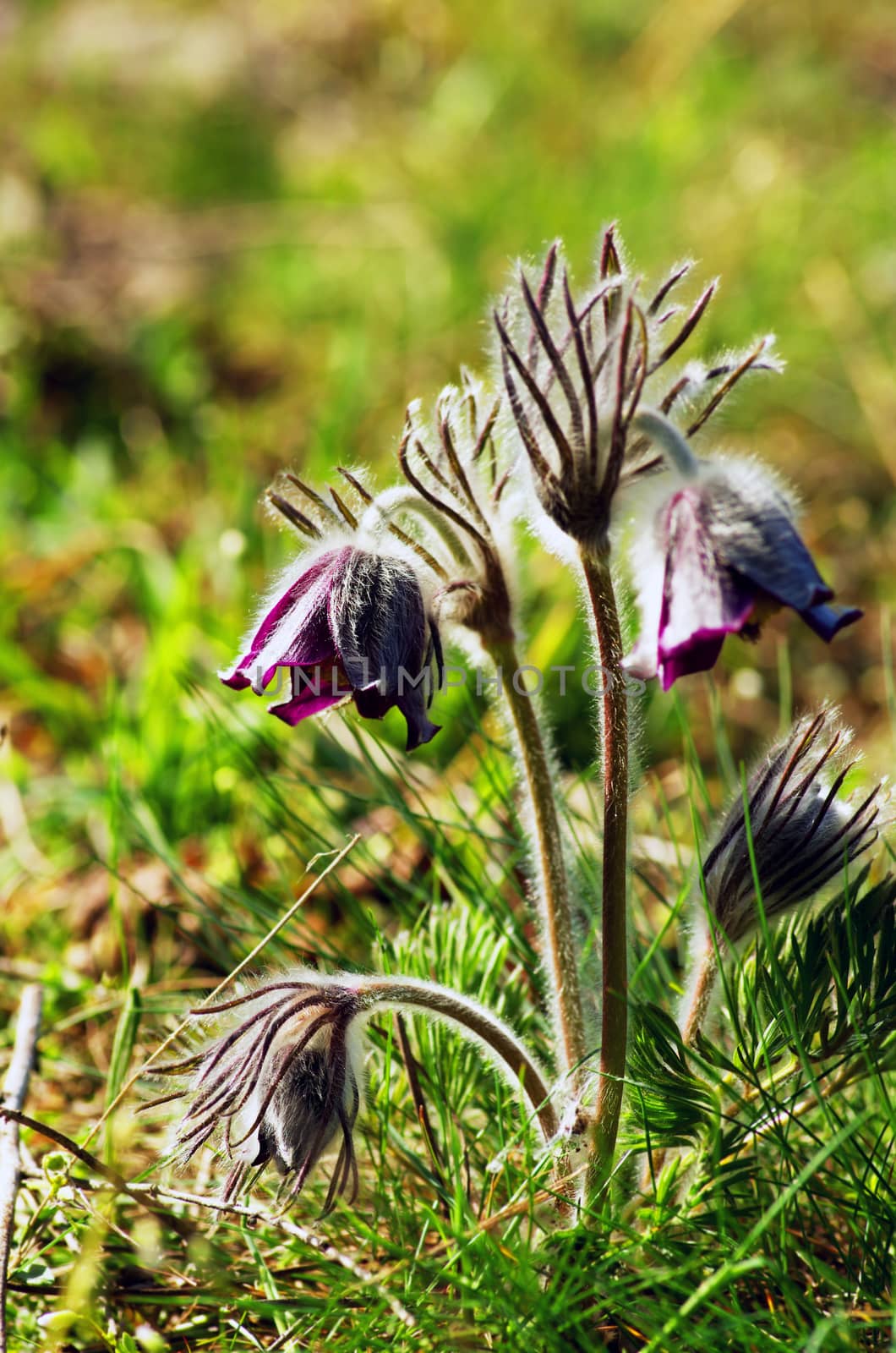 Pasque Wild Flower Group in setting sun 