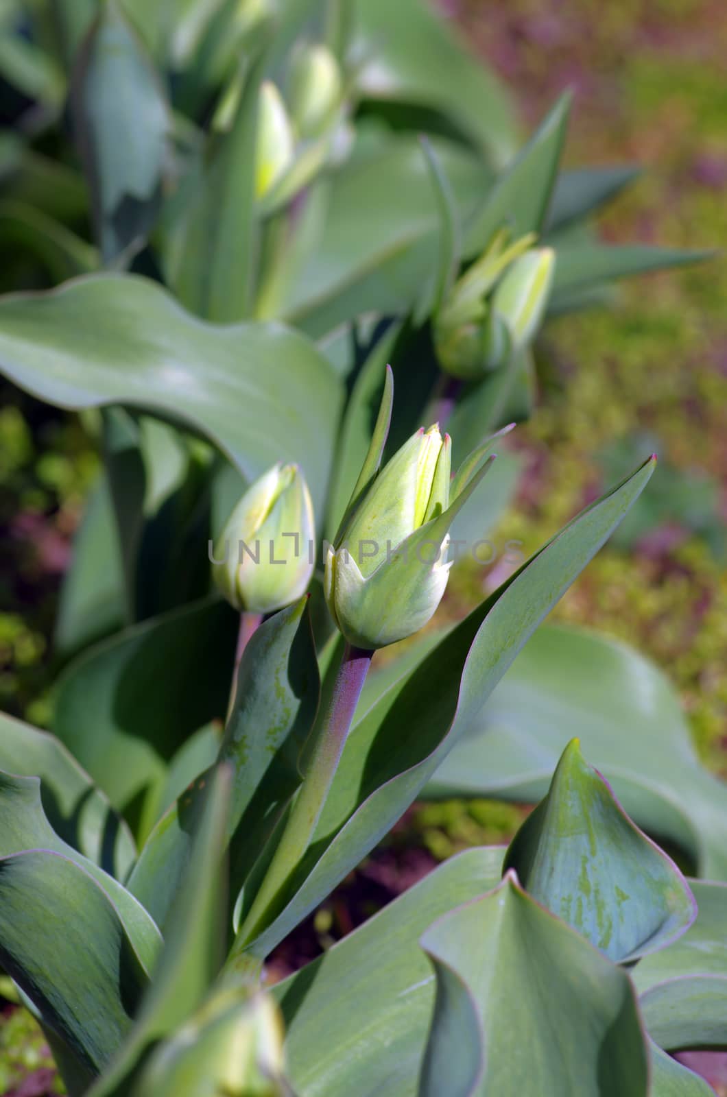 Spring background with tulips