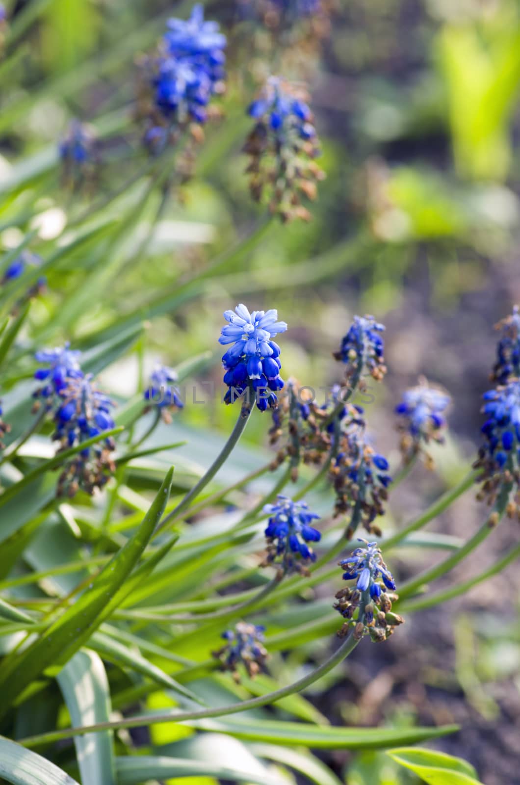 Blue flowers Muscari or murine hyacinth buds and leaves (selective focus) 