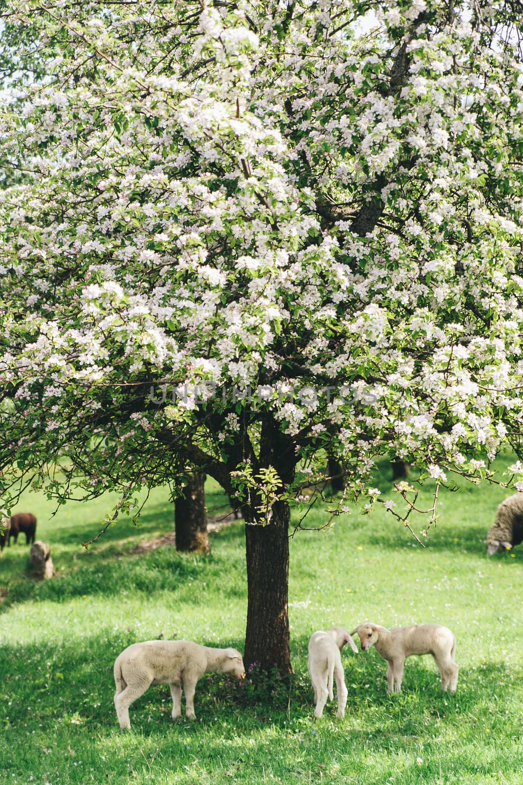 Flock of young Sheep under a Tree in SPringtime