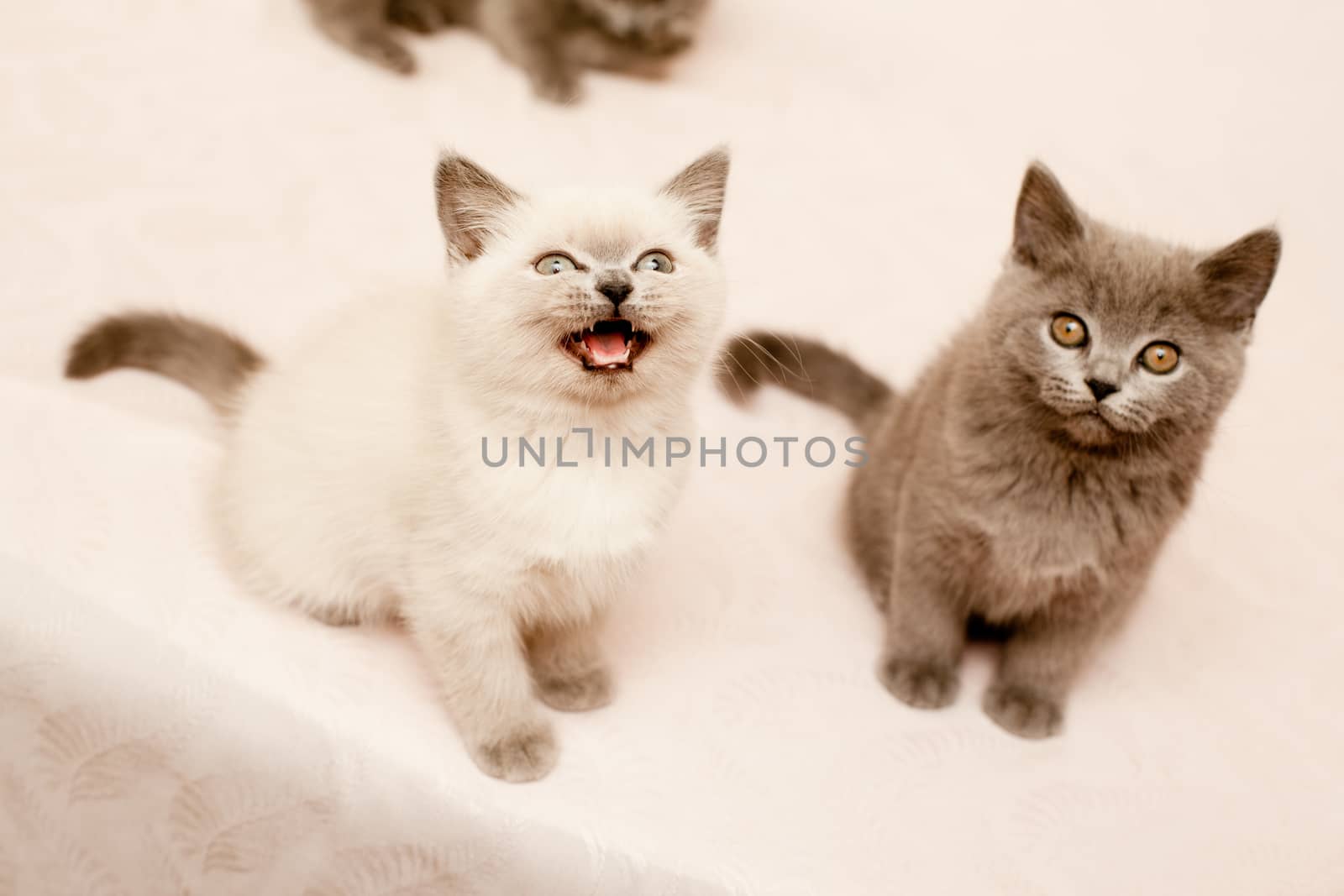 Two sitting kittens on pink background
