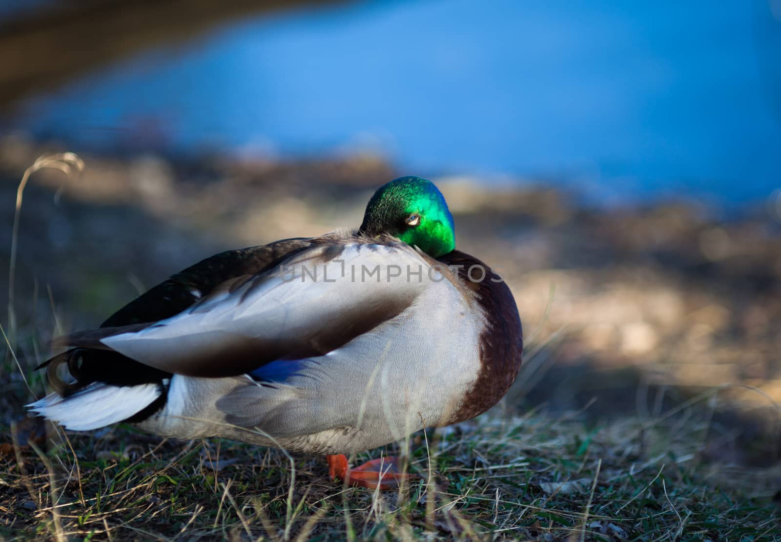Mallard duck on the lake in summer