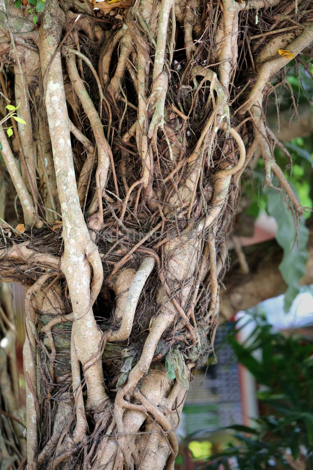 roots trees