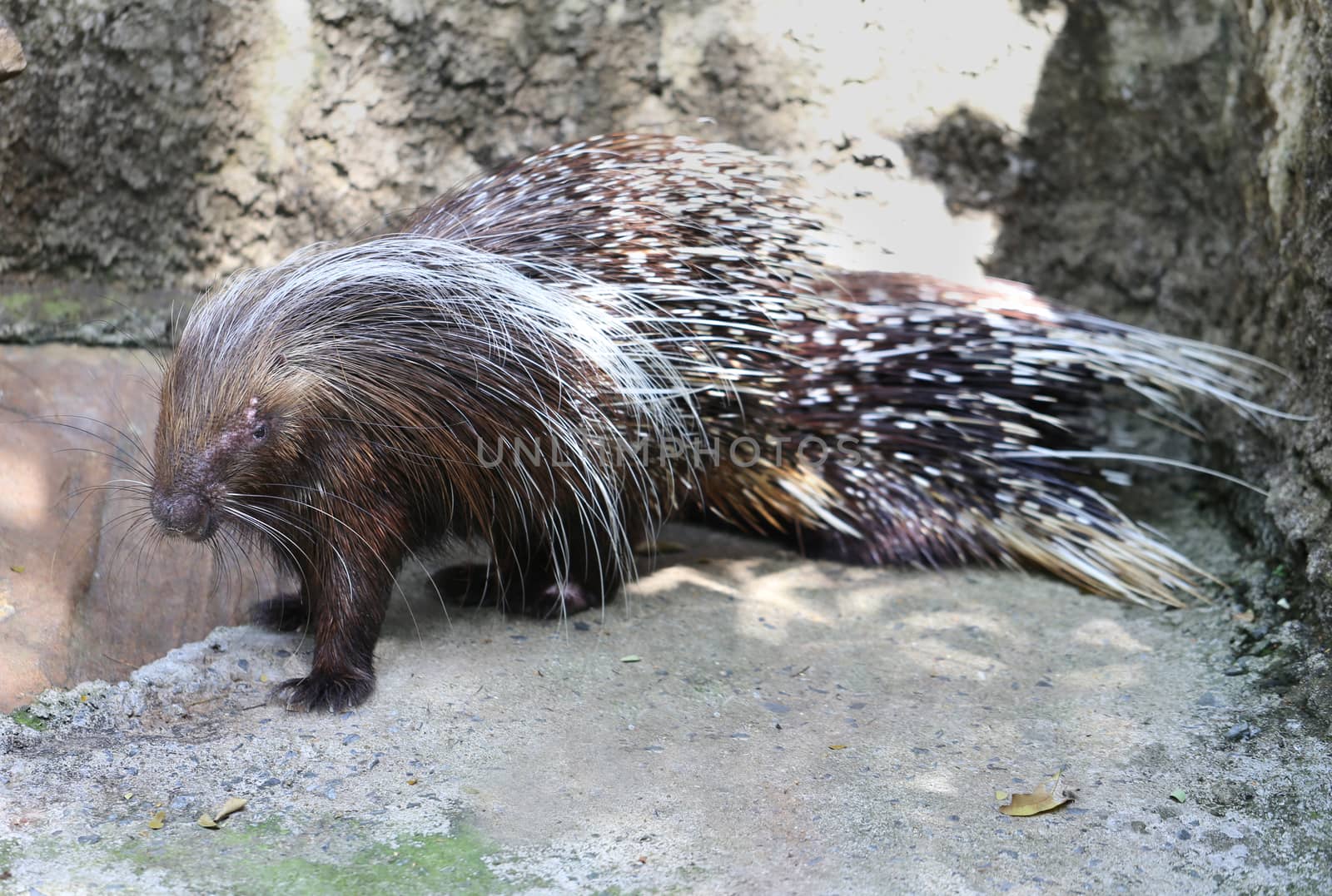 porcupine sitting