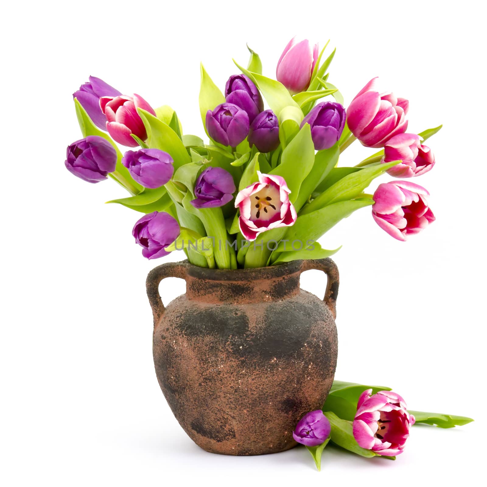 colourful tulips in a vase by miradrozdowski