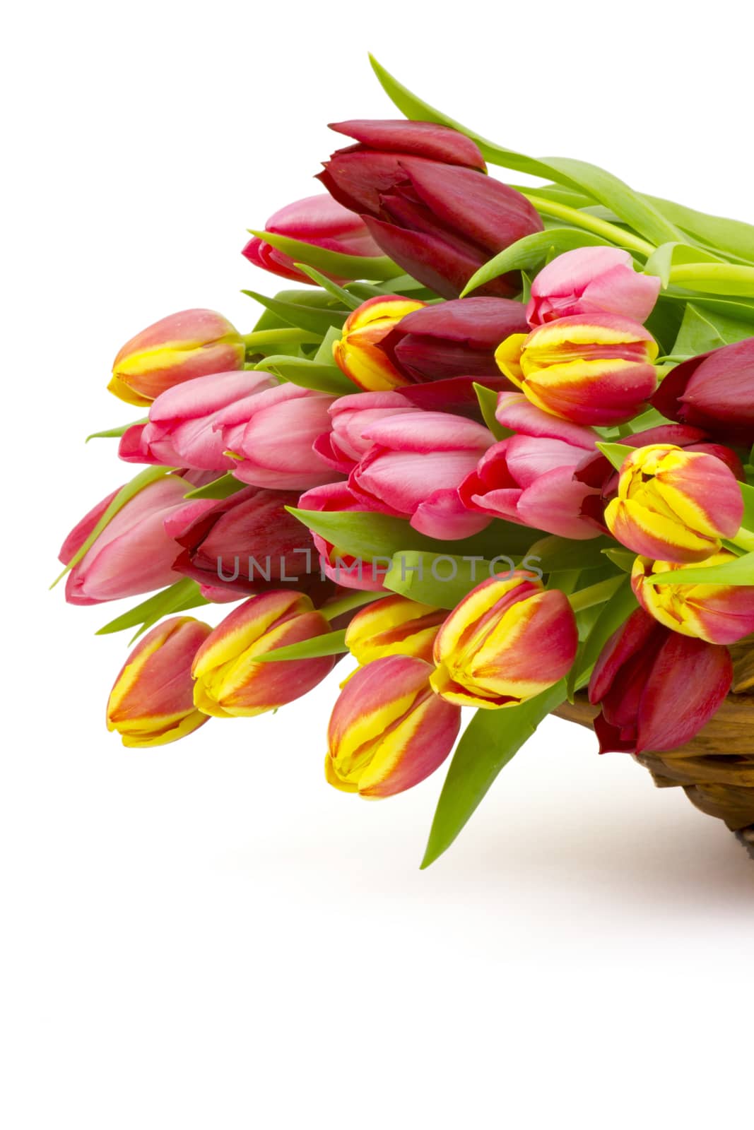 colourful tulips on white background