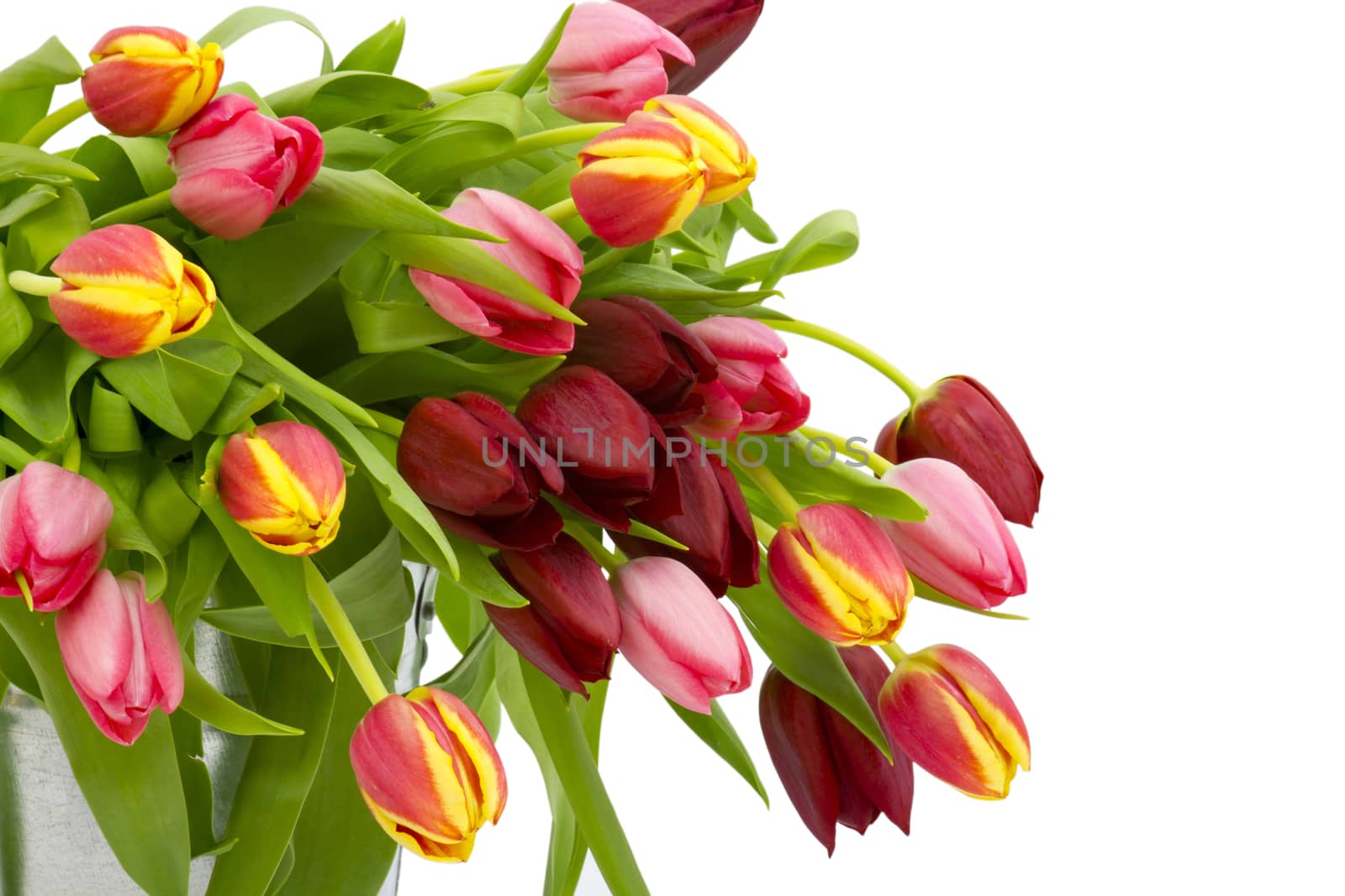 colourful tulips on white background