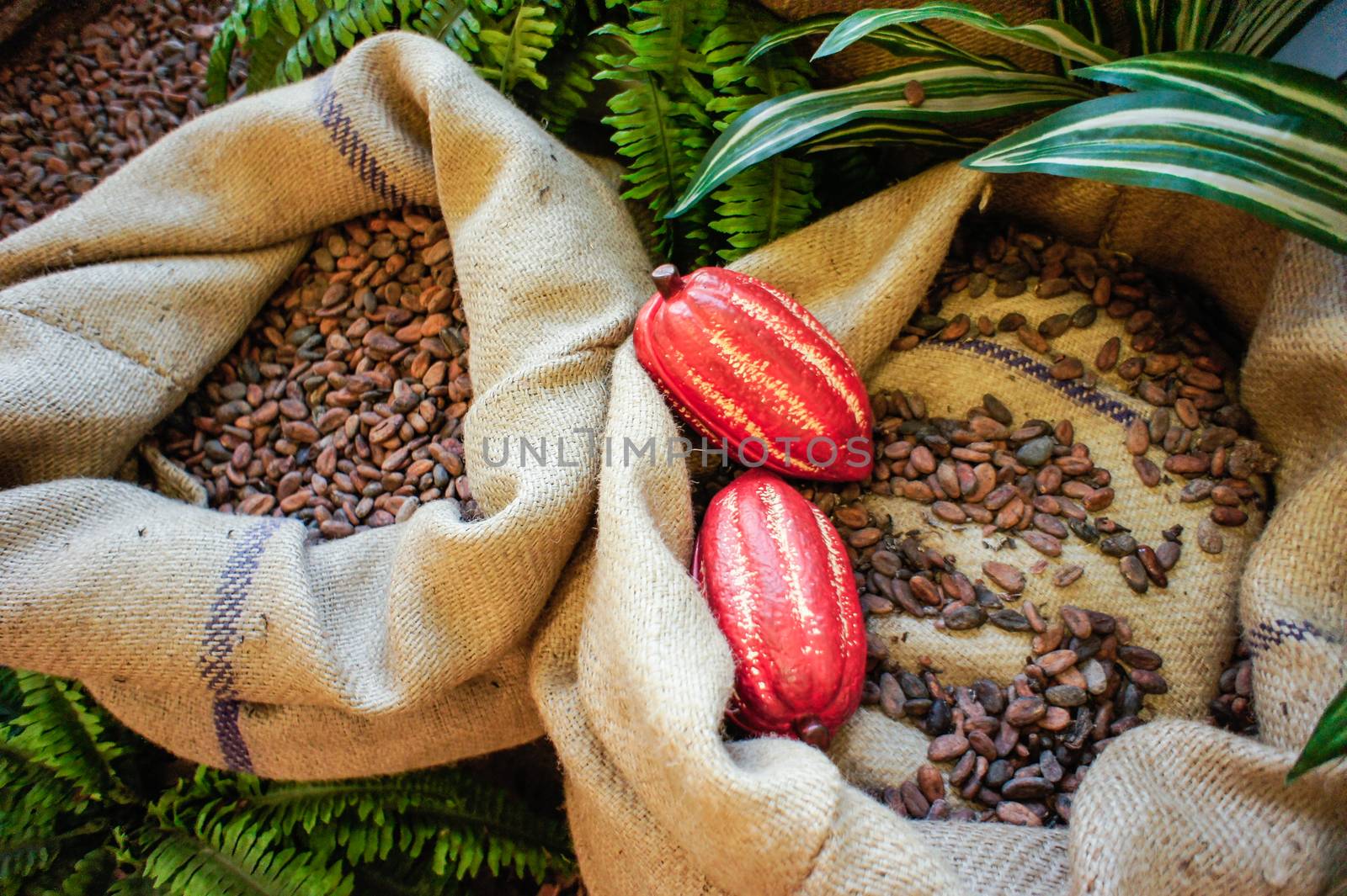 Jute bag with cocoa beans and cocoa Fruits