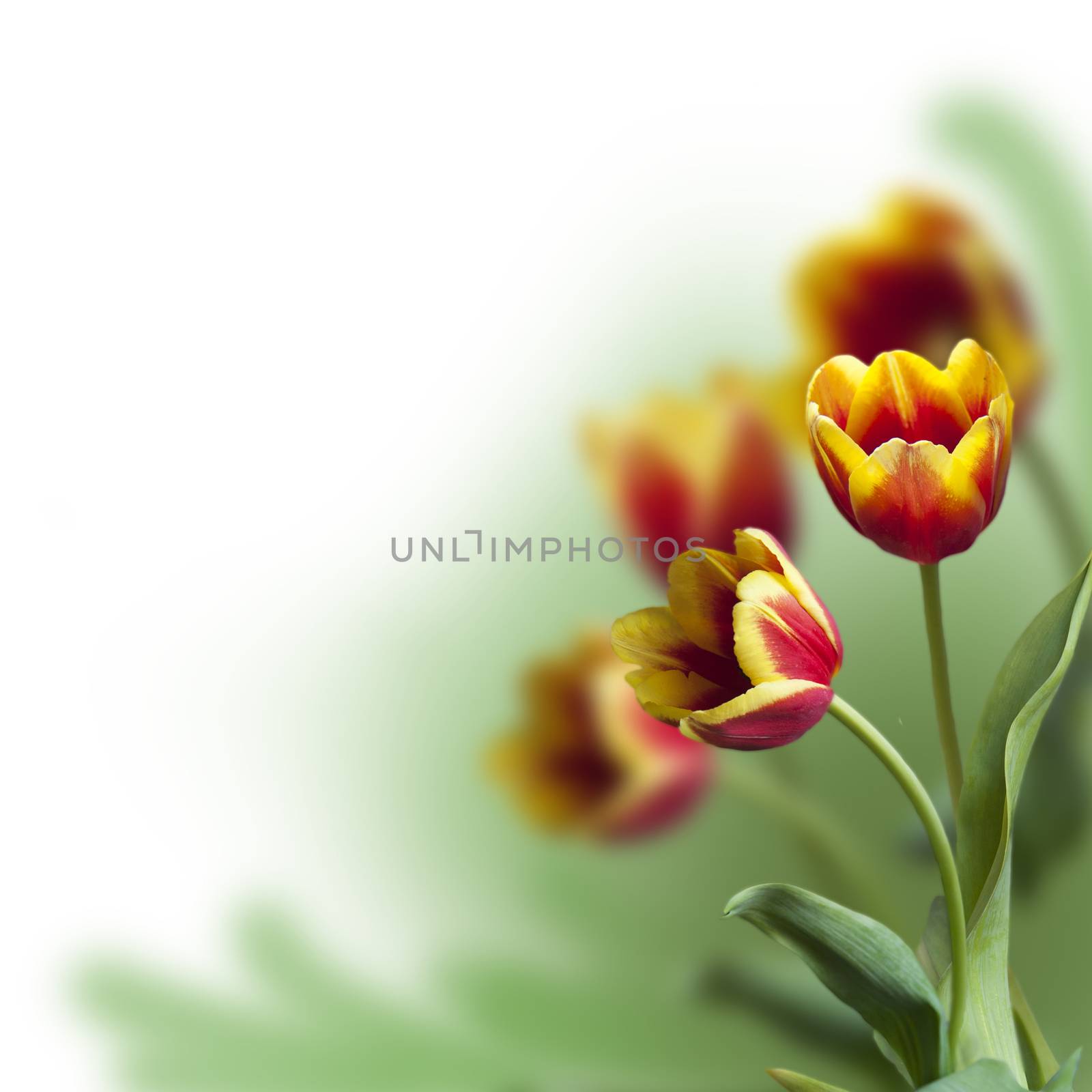 red tulips on a blurred green background