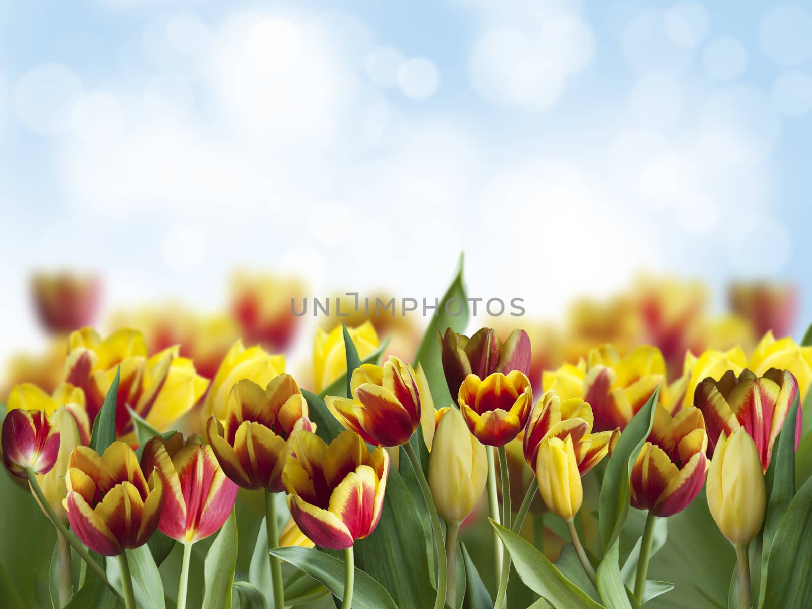 beautiful tulips on a blue background with bokeh