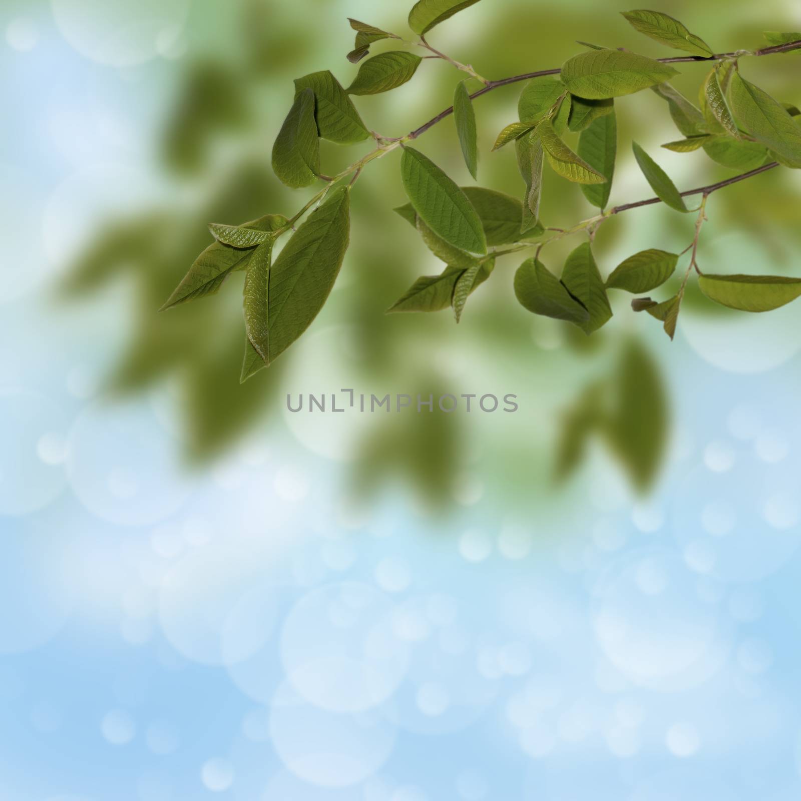 branch with green leaves on a blue background