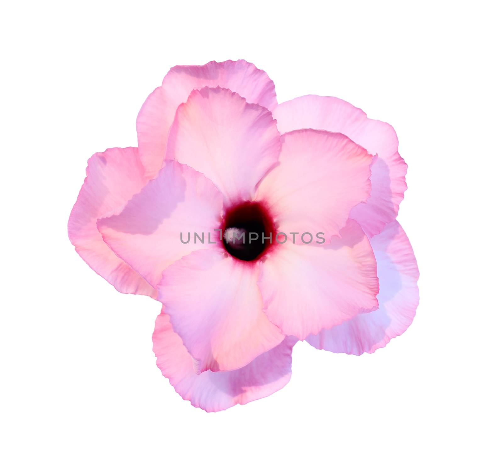 Single azalea flowers isolated on white background