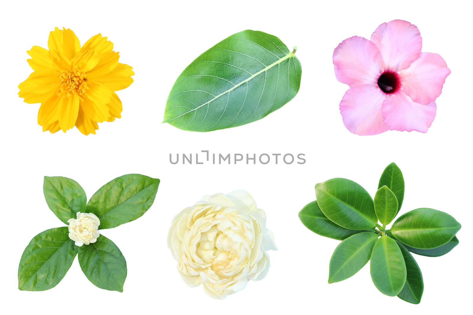 Images of flowers and leaves on a white background.