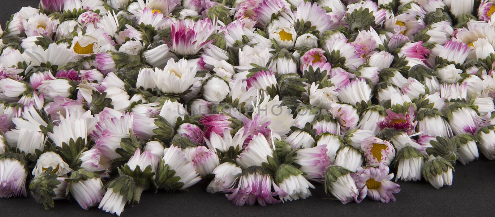 Bellis perennis daisy background