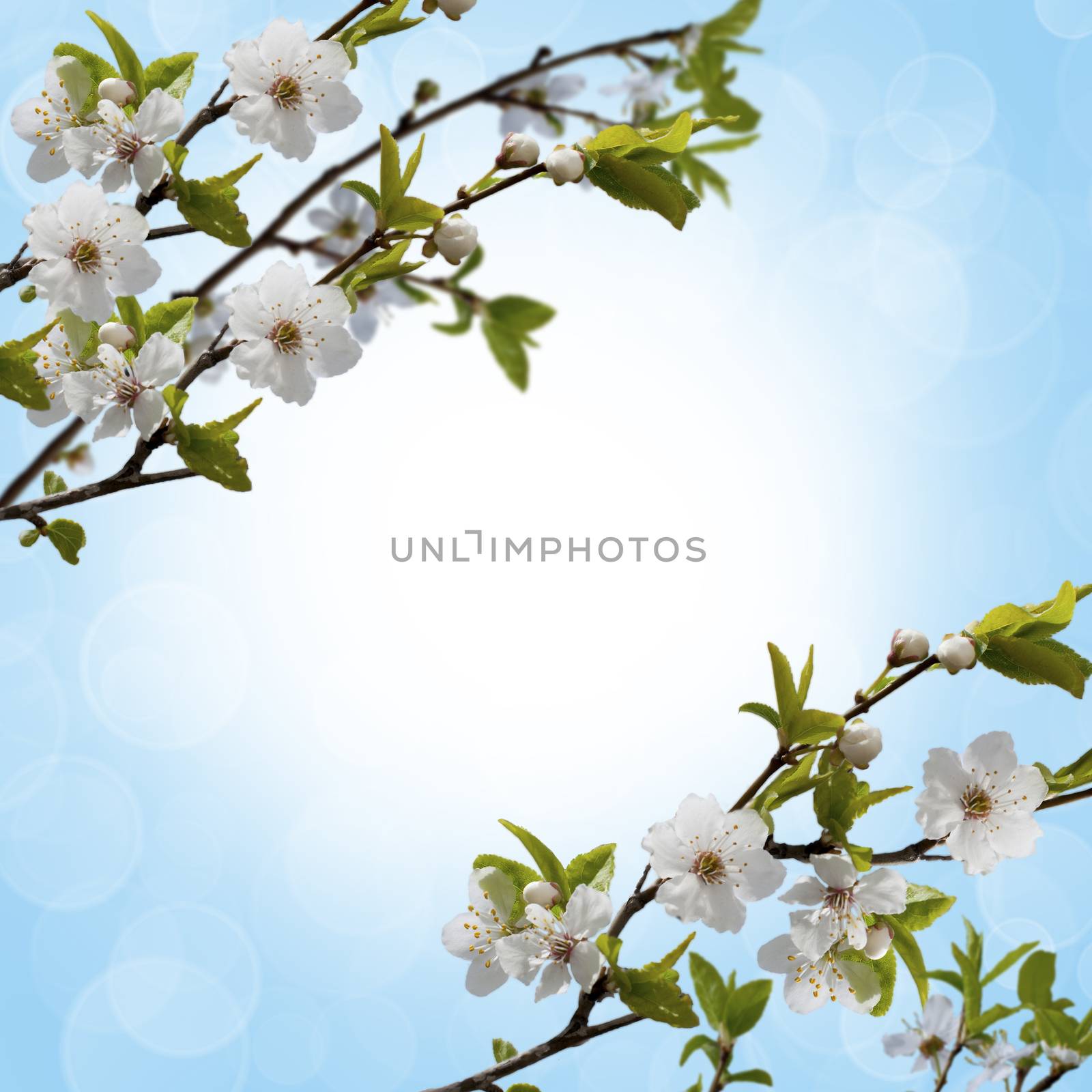 flowery branch of the Apple tree against the sky