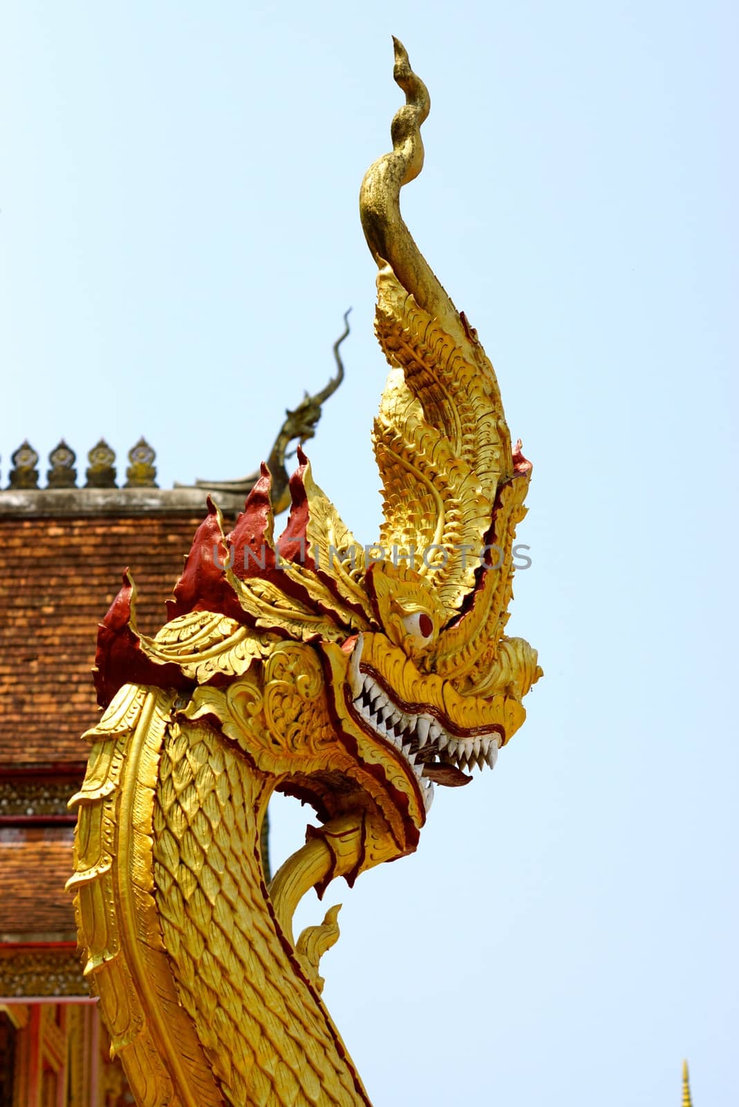 head shot of gold naga in Chiang rai temple,Thailand