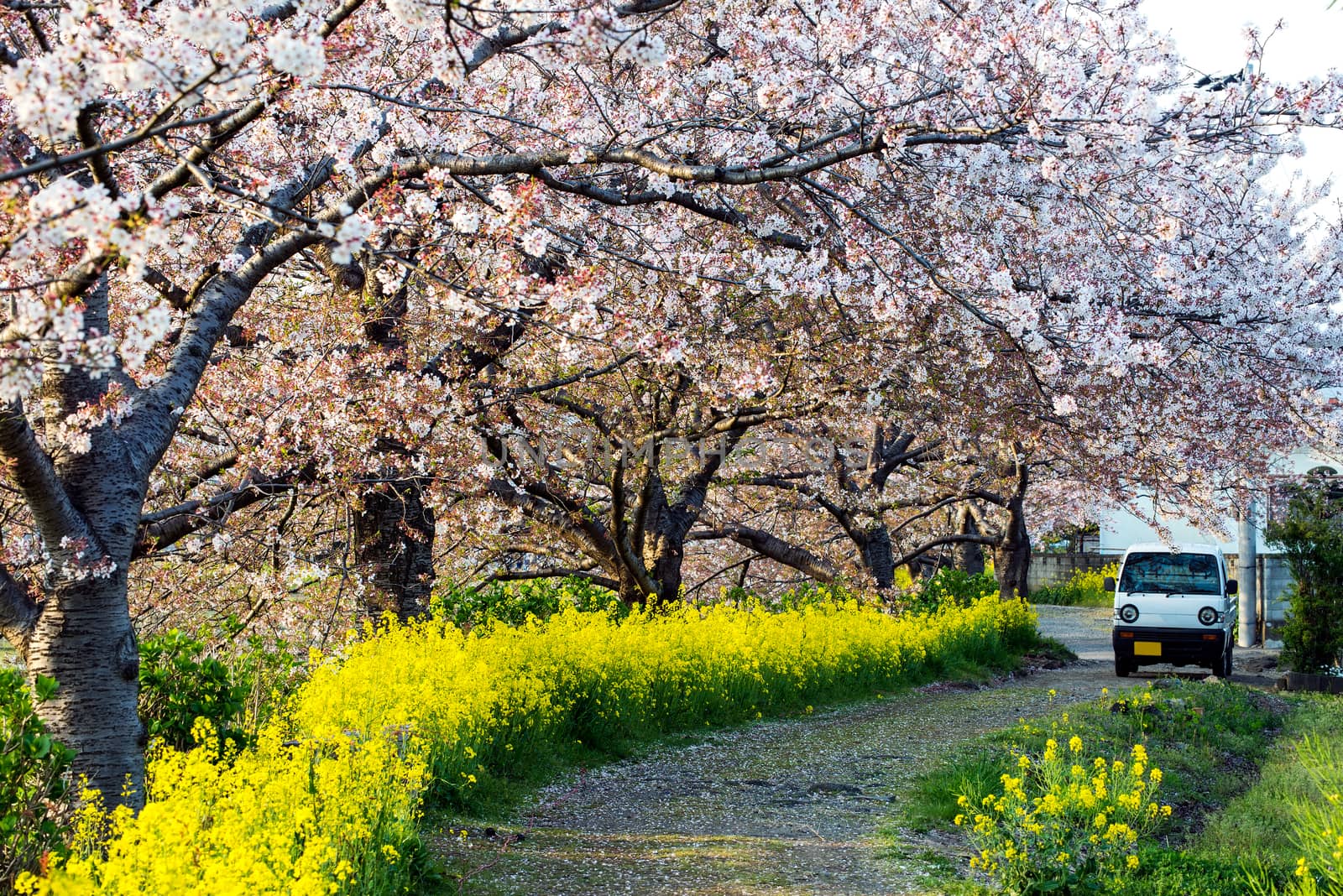 Cherry blossom (Sakura) in garden of japan