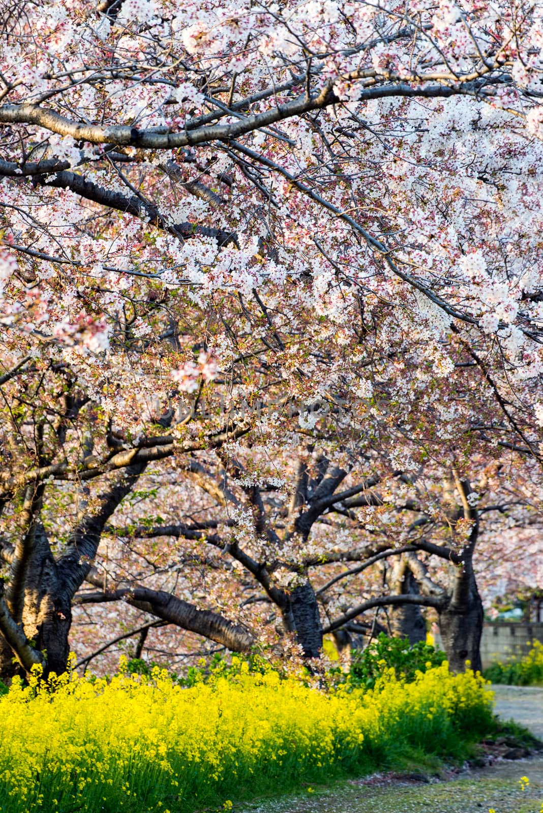 Cherry blossom (Sakura) in garden of japan by Yuri2012