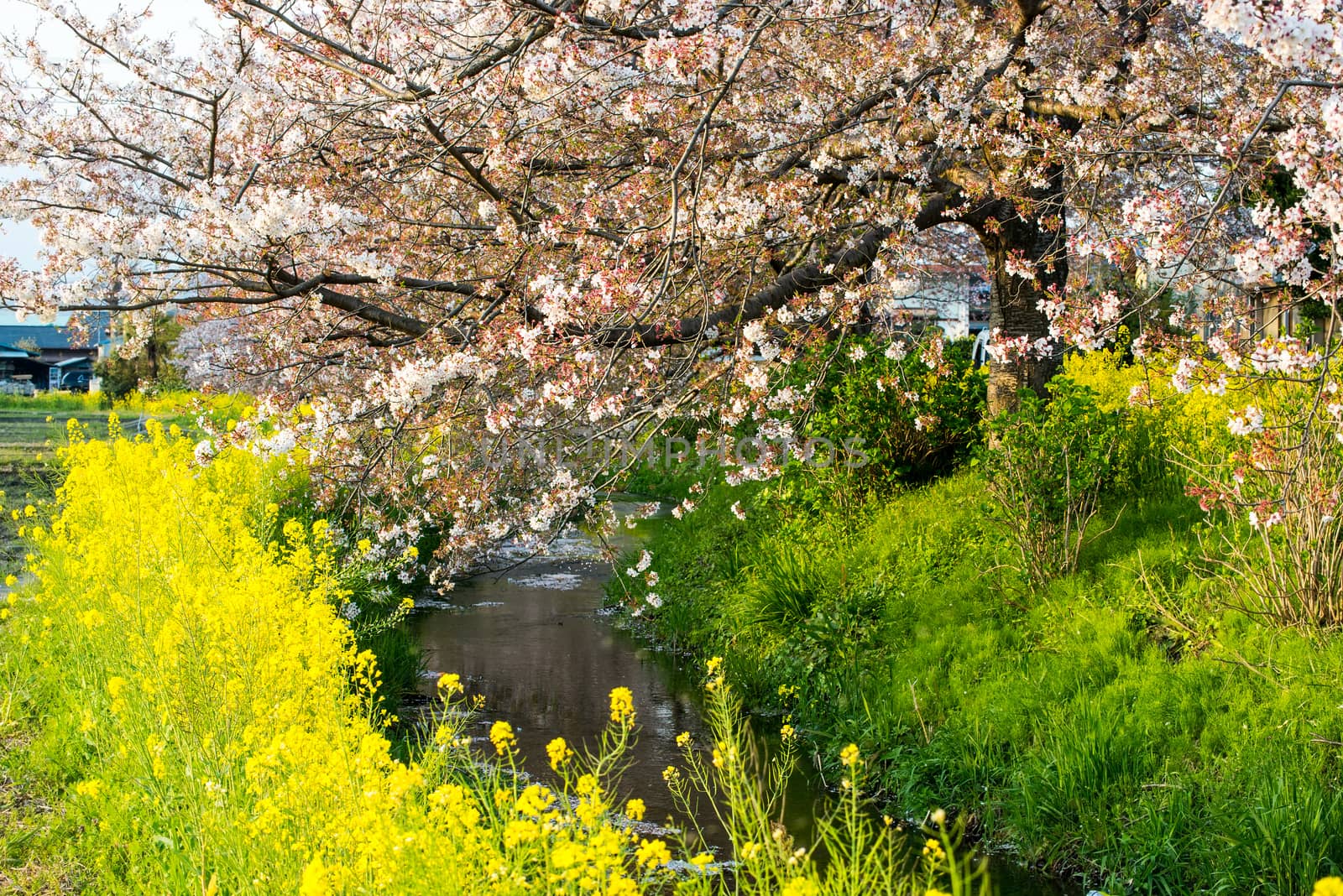 Cherry blossom (Sakura) in garden of japan by Yuri2012