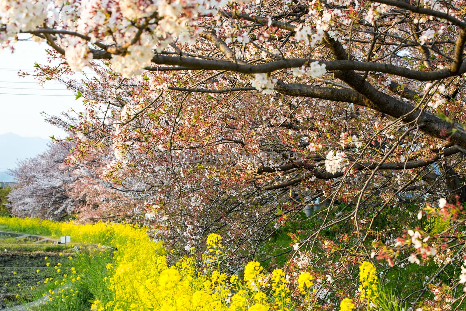 Cherry blossom (Sakura) in garden of japan