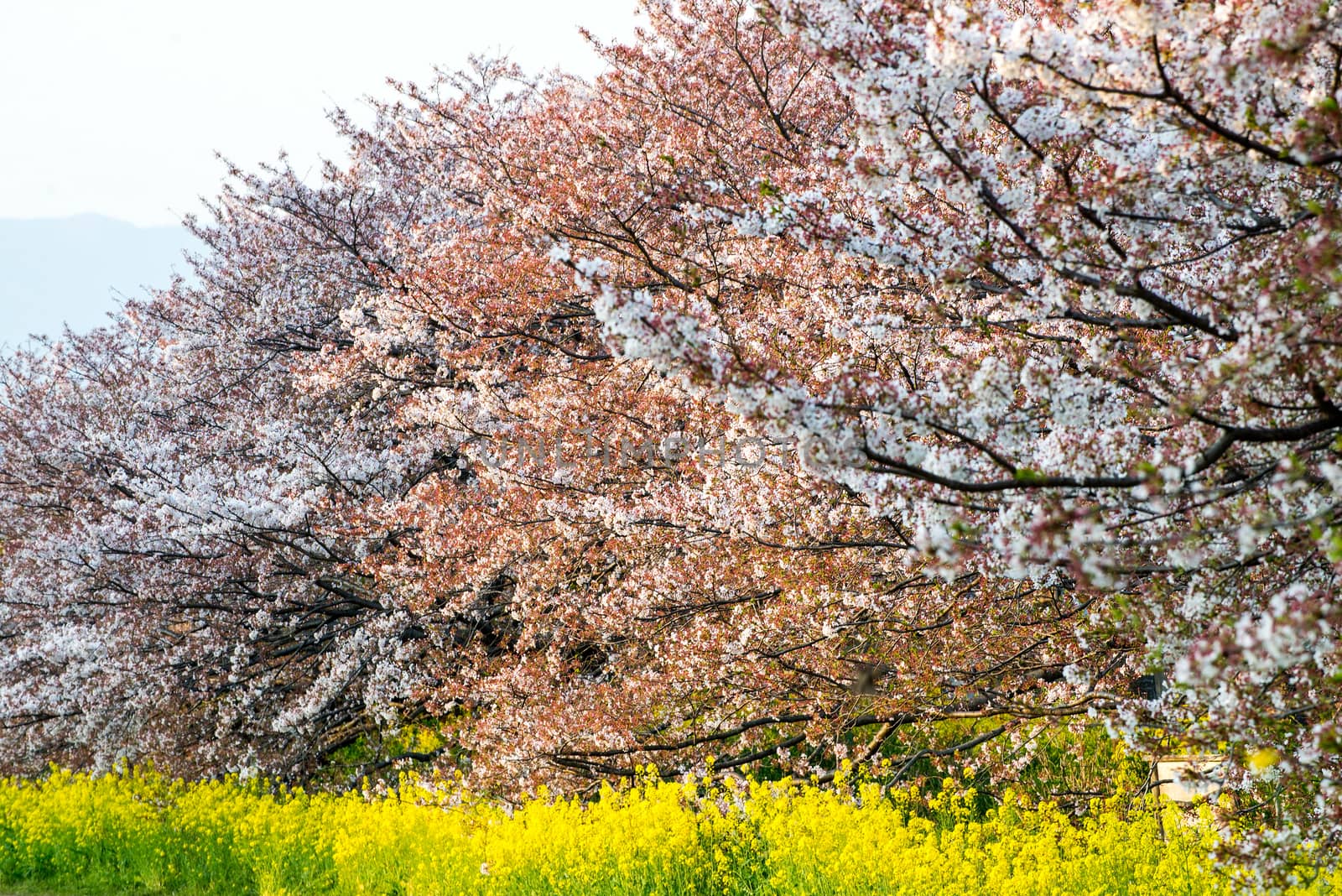 Cherry blossom (Sakura) in garden of japan